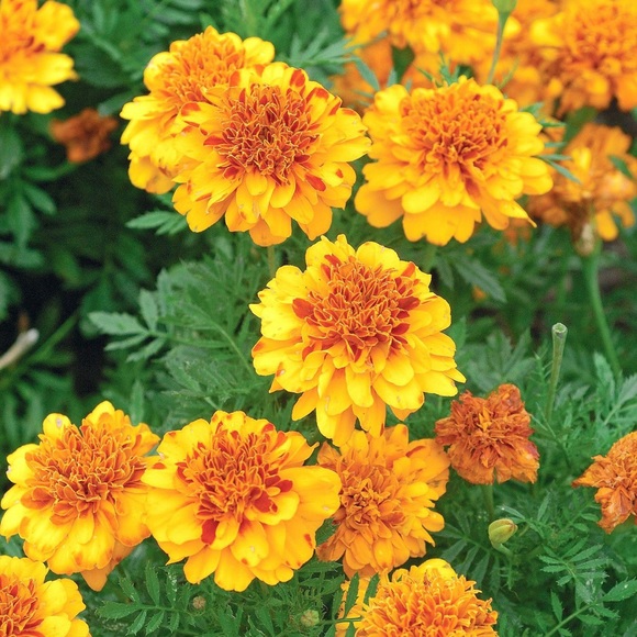 Hello, Welcome!! I’m so glad YOU are here!! 🌹✨ - Picture 4 of 4